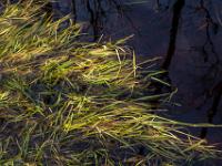 Grasteppich in Moortümpel